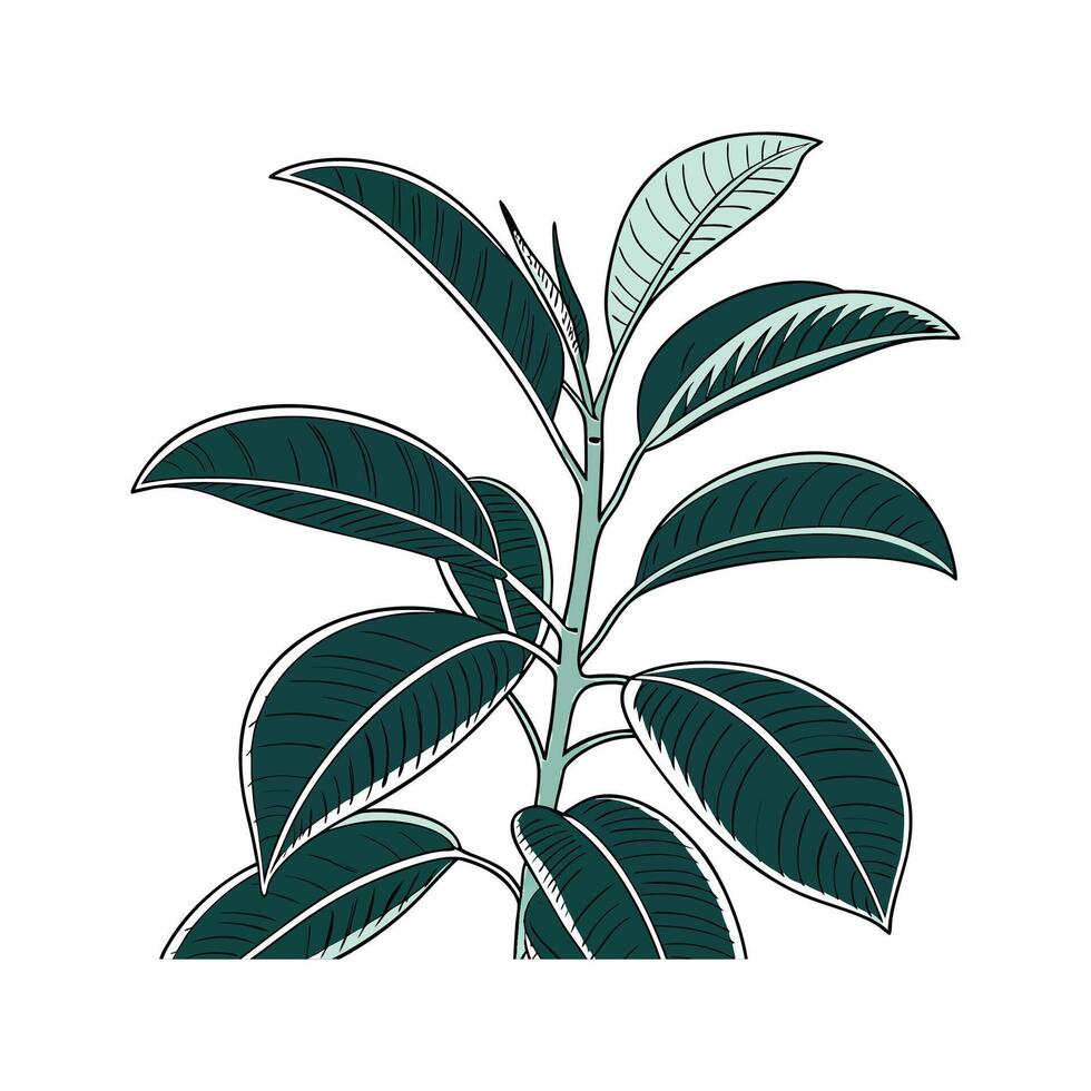Charming Rubber Plant Illustration on White vector