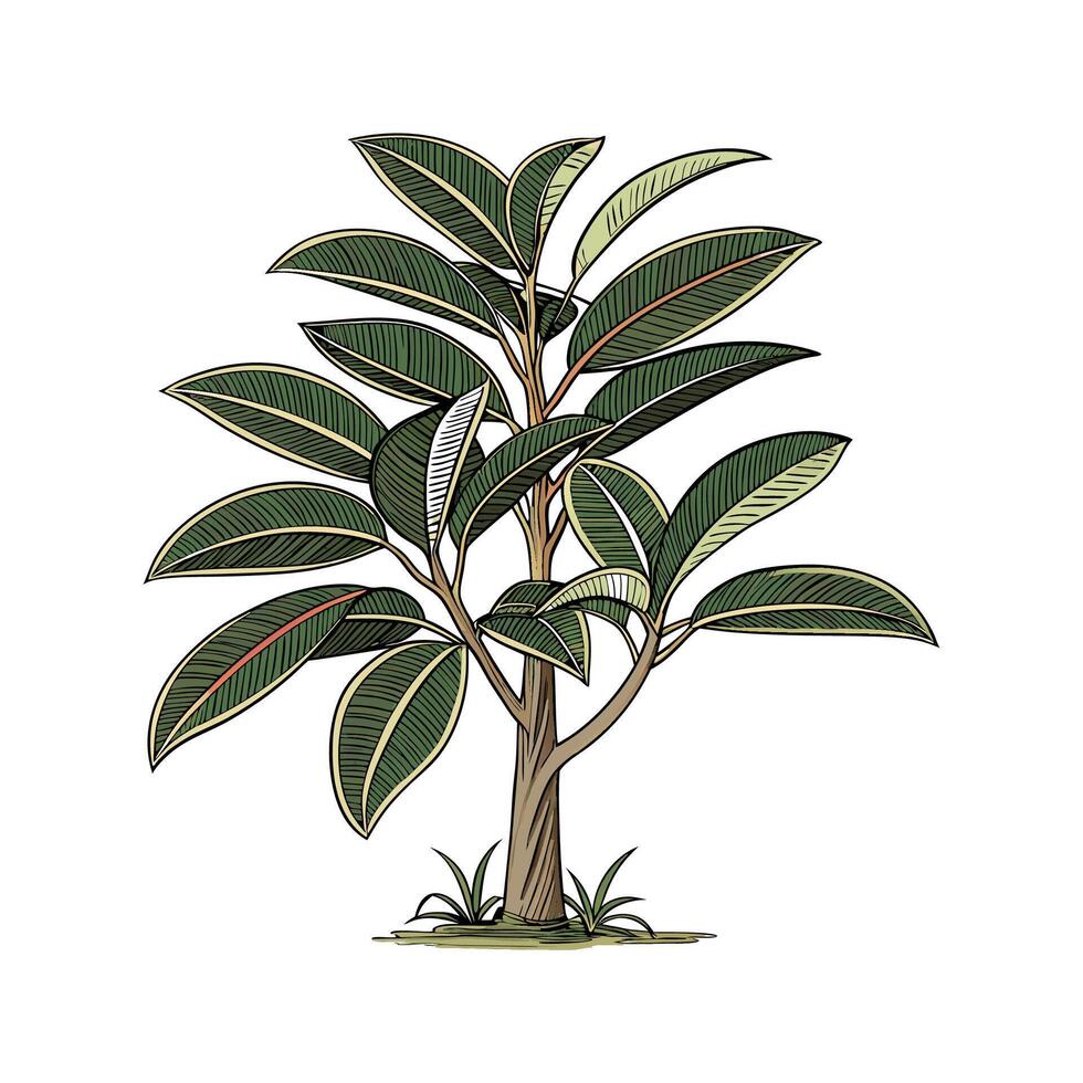 Beautiful Rubber Plant on a White Canvas vector
