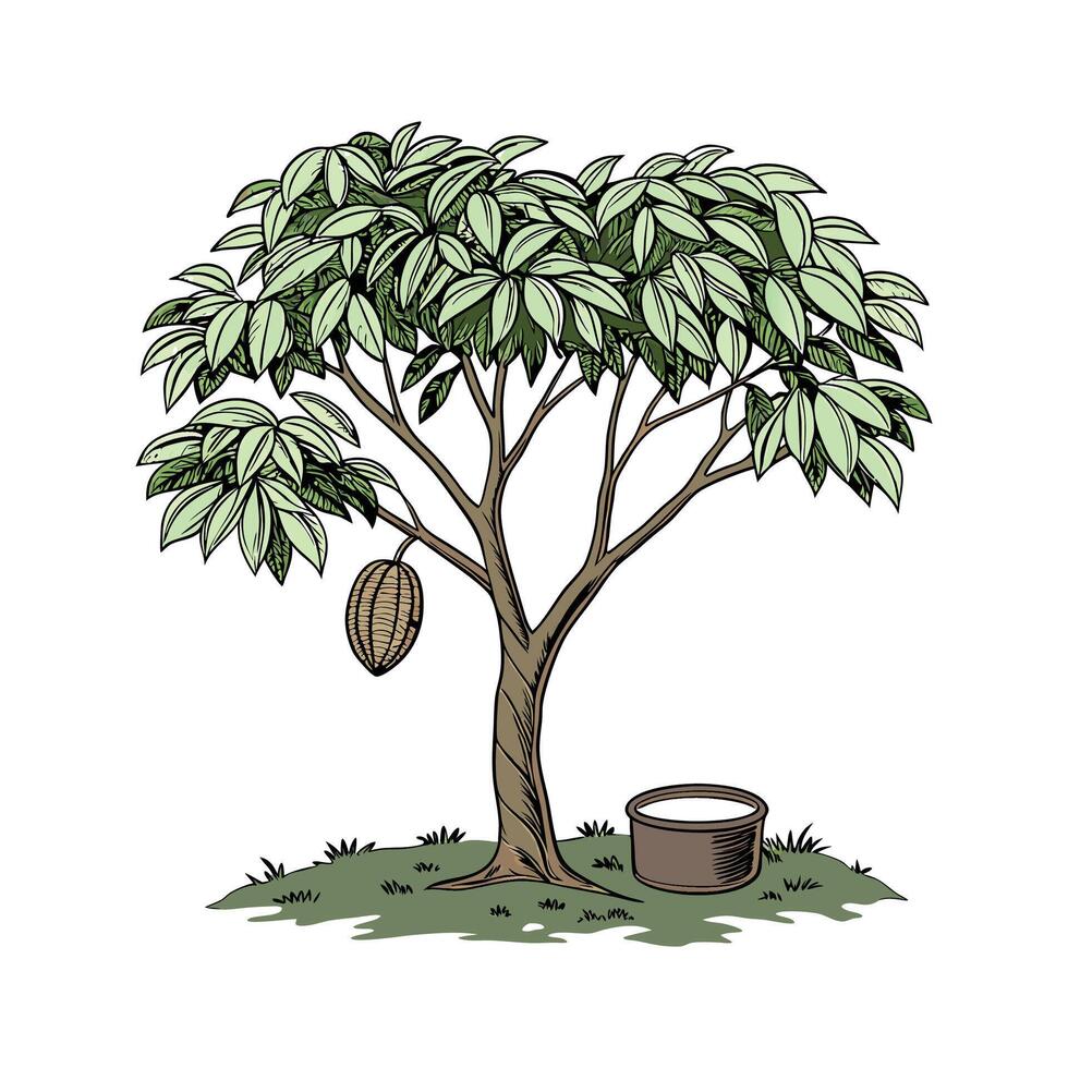 Charming Rubber Tree on White Background vector