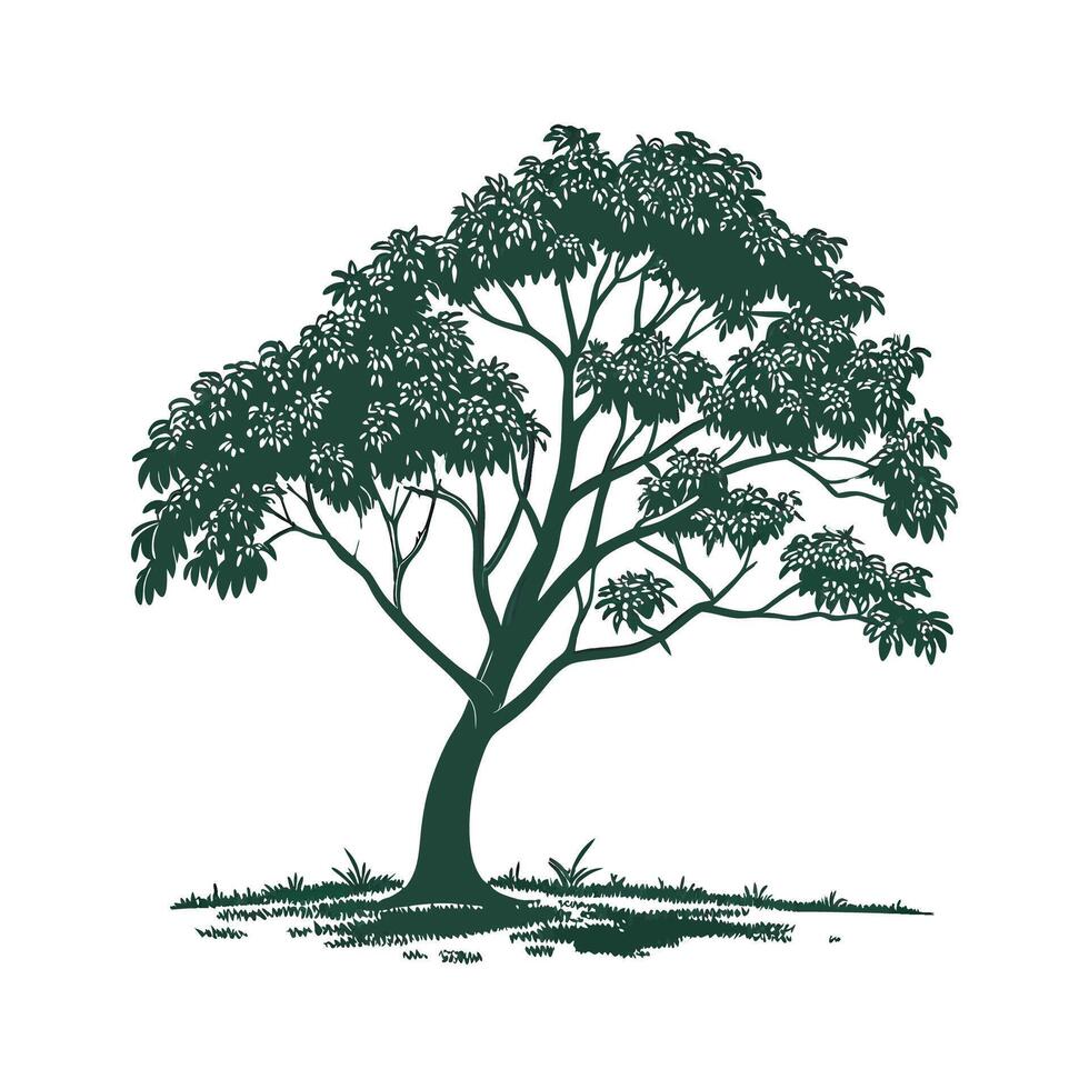 Beautiful Rubber Tree Illustration on White vector
