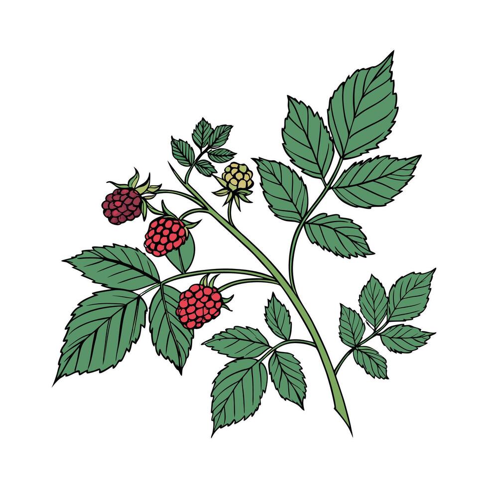 Elegant Rubus Plant on White Background vector