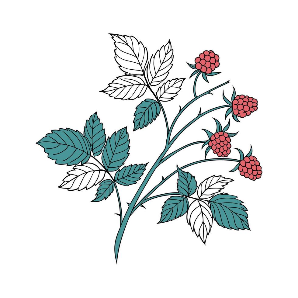 Charming Rubus Plant Illustration vector