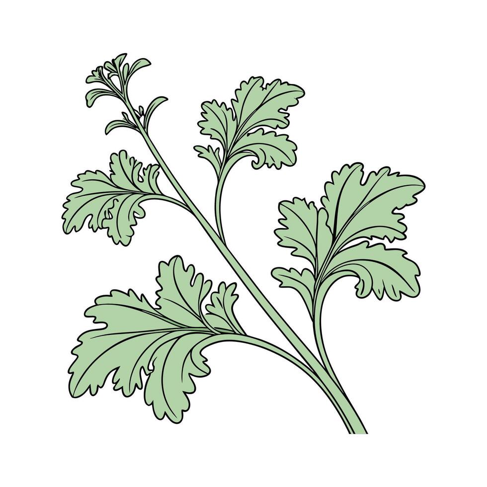 Charming Ruffles Plant on White Background vector
