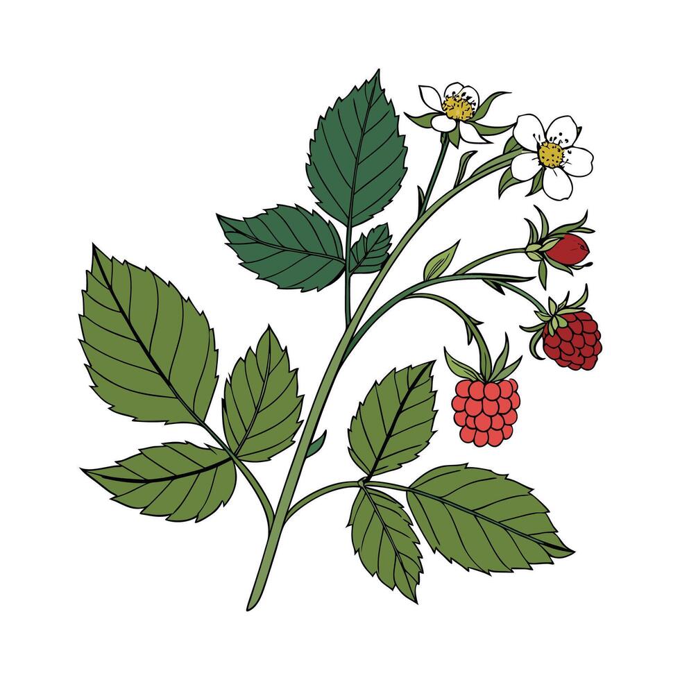 Vibrant Rubus Plant Display vector