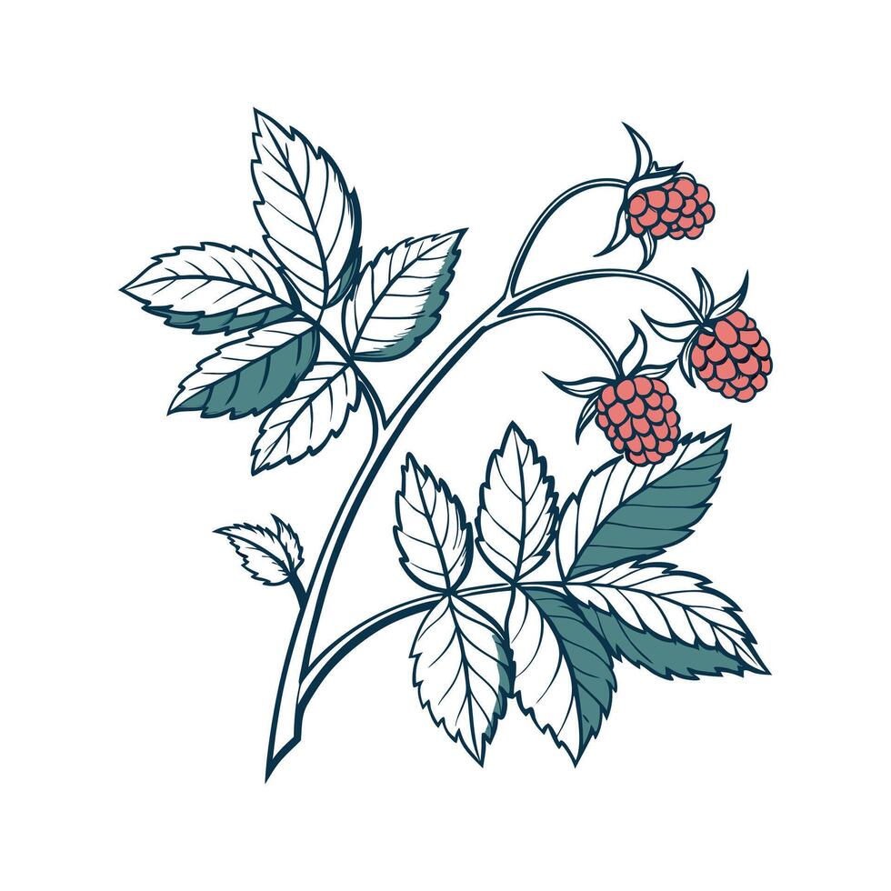 Beautiful Rubus Plant on White Background vector