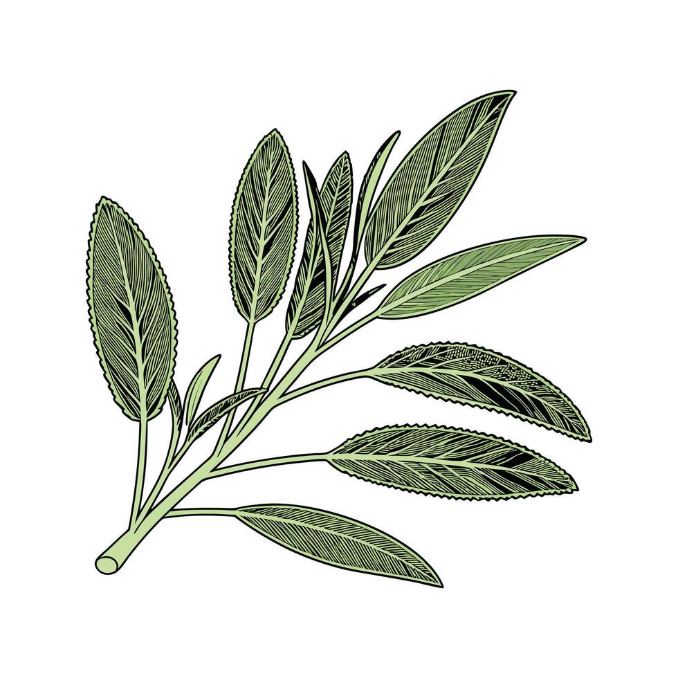 Fresh Sage Plant on White Background vector