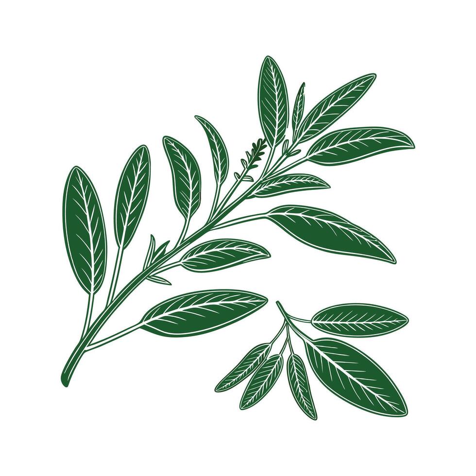 Charming Sage Plant Display vector