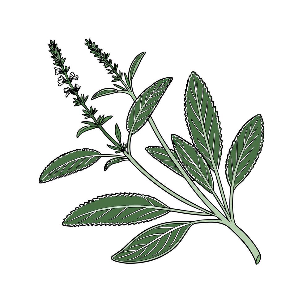 Elegant Sage Plant Illustration vector
