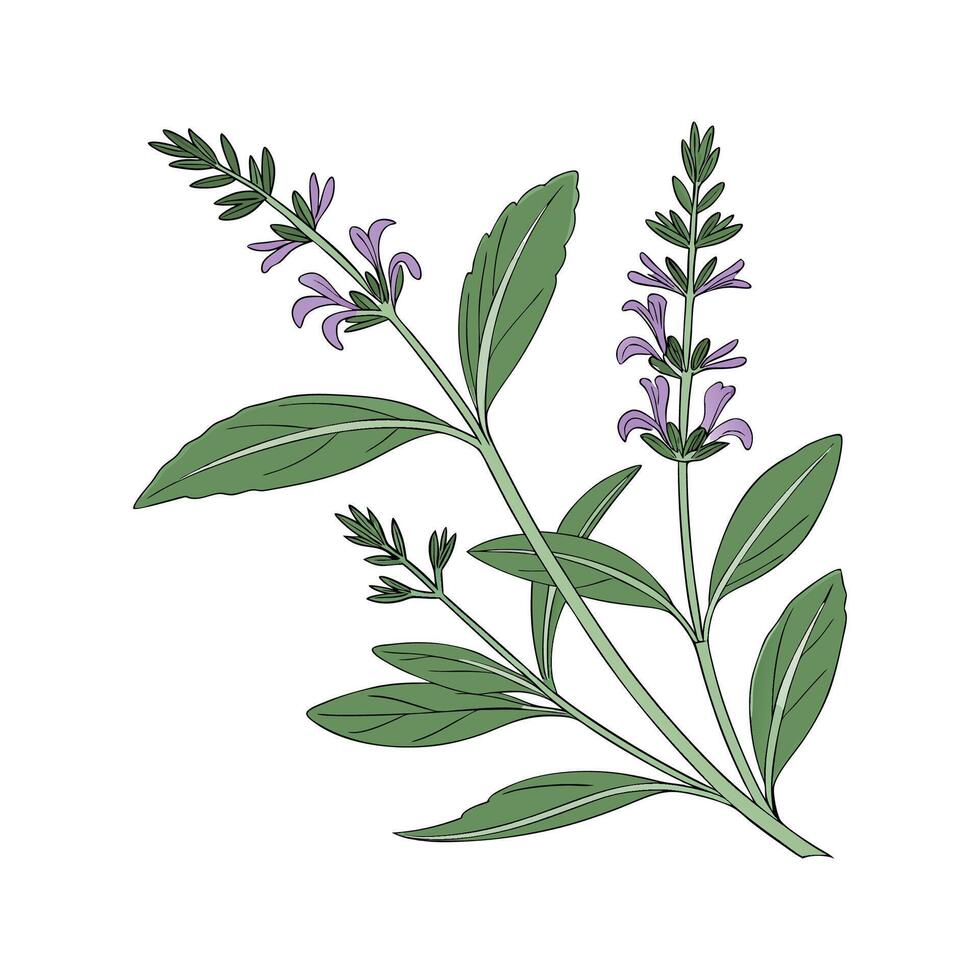 Elegant Salvia Sage on White Background vector