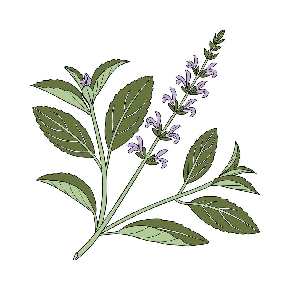 Stunning Salvia Sage on White Background vector