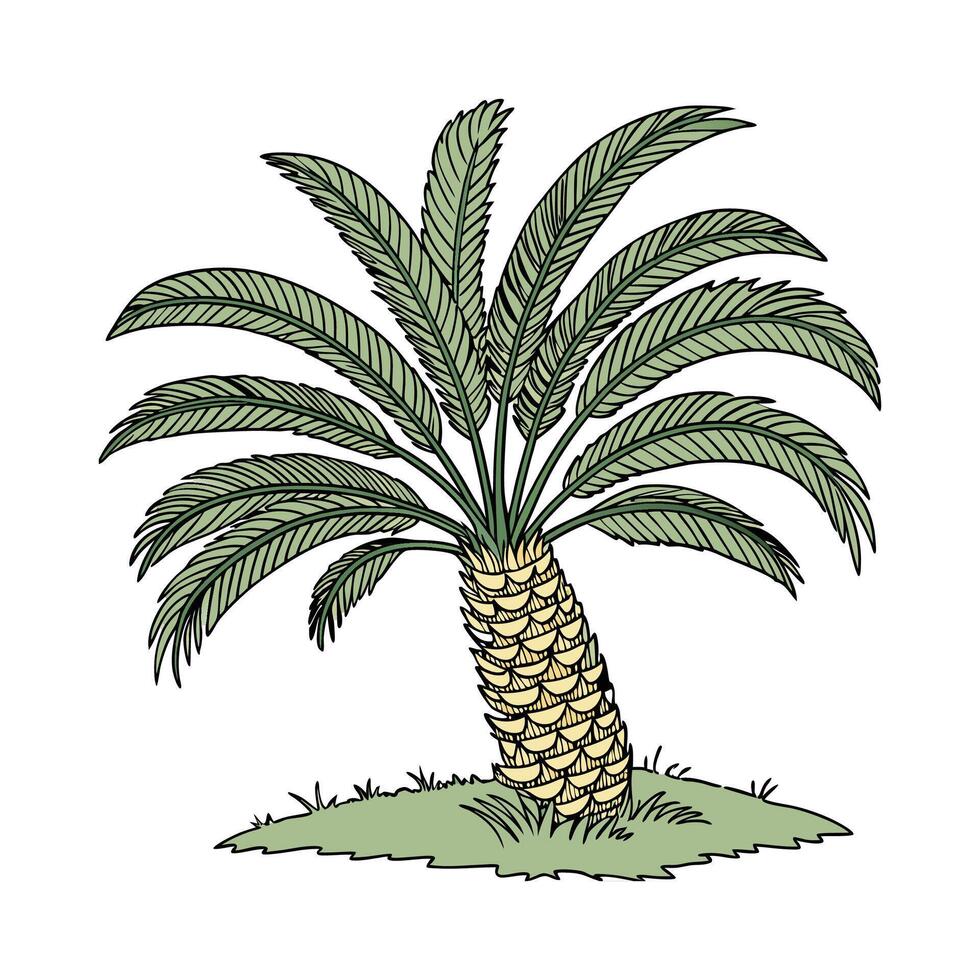 Vibrant Sago Palm on White vector