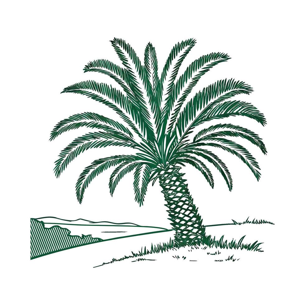 Elegant Sago Palm Plant Display vector