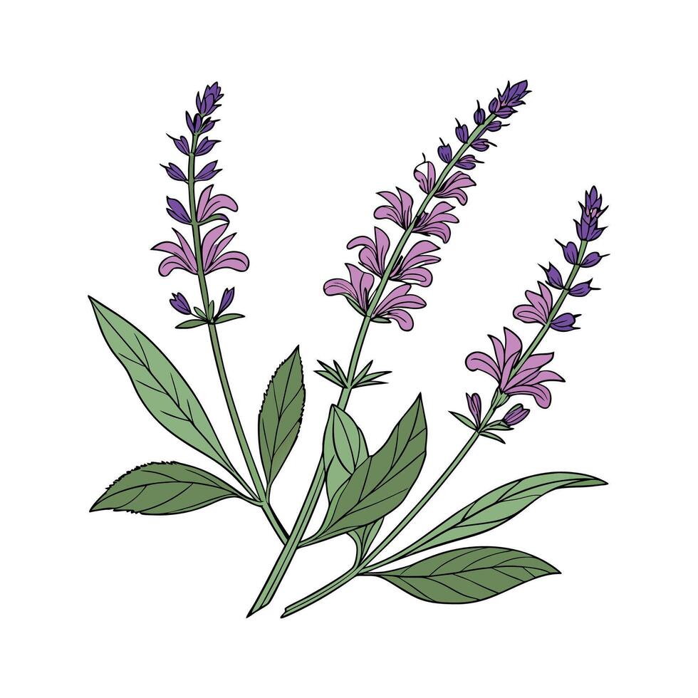 Elegant Salvia Plant on White Background vector