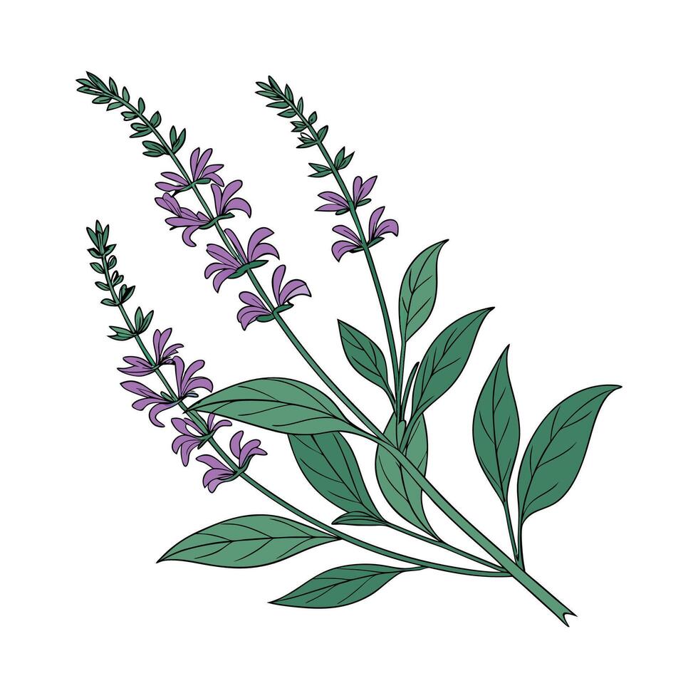 Vibrant Salvia Plant Display vector