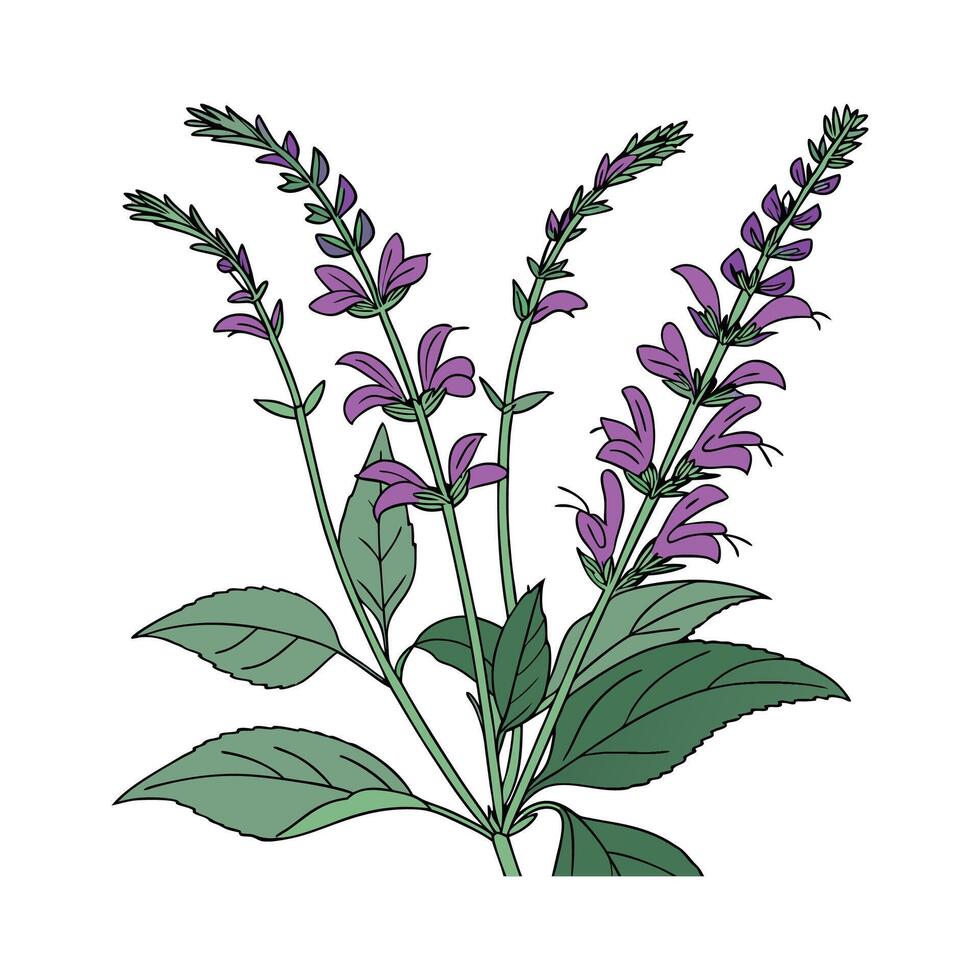 Charming Salvia Plant Illustration of Fashion Design vector