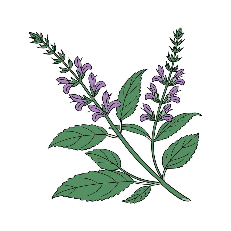 Vibrant Salvia Salvia Plant Illustration vector