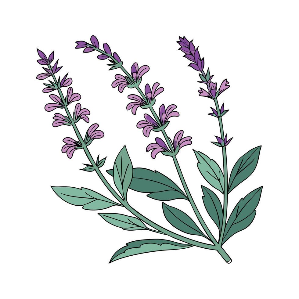 Beautiful Salvia Salvia Plant on White vector