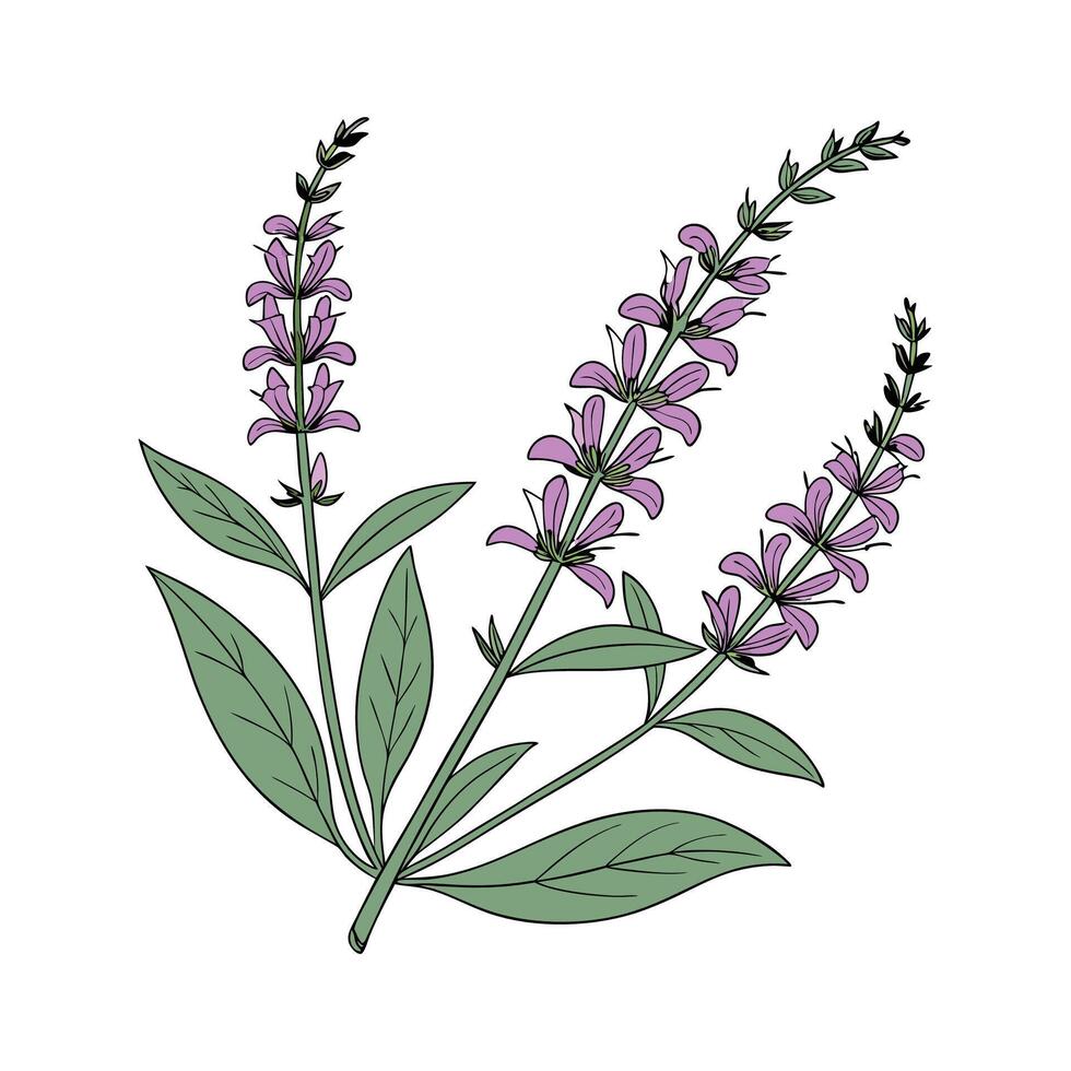 Charming Salvia Salvia Plant on White vector