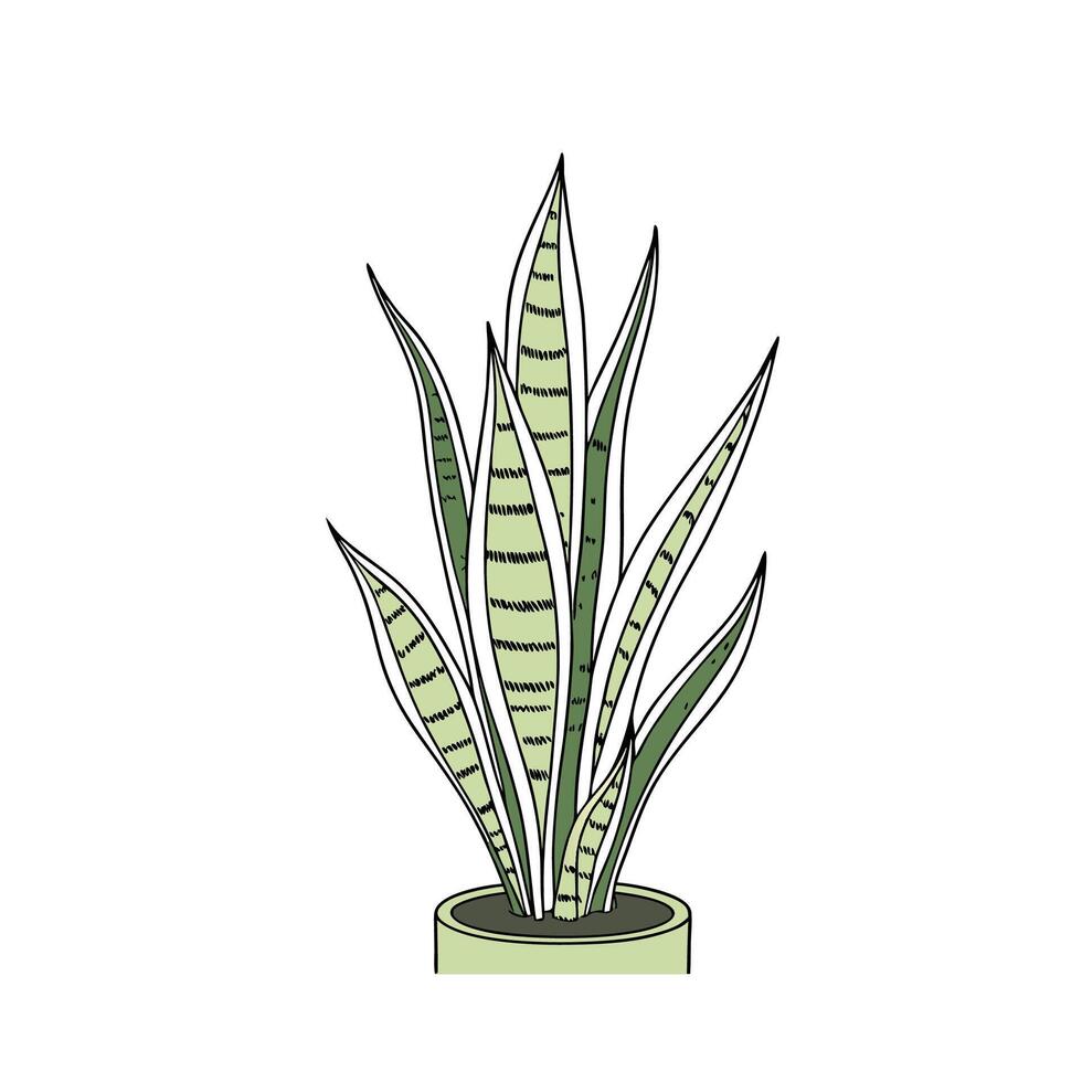 Distinctive Sansevieria Plant Illustration vector