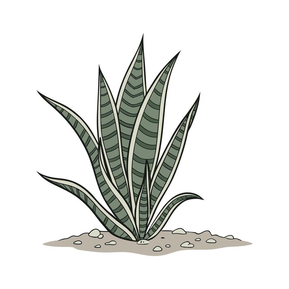 Beautiful Sansevieria Hahnii on White vector
