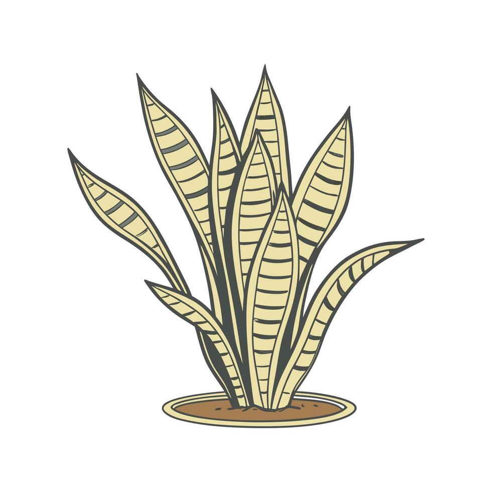 Elegant Sansevieria Trifasciata Golden Hahnii vector