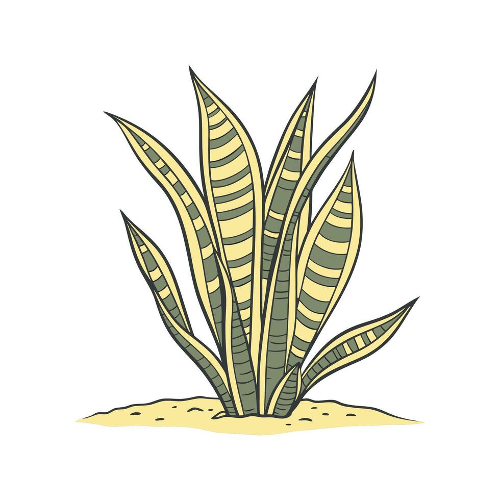 Charming Sansevieria Trifasciata Golden Hahnii Unique Design vector