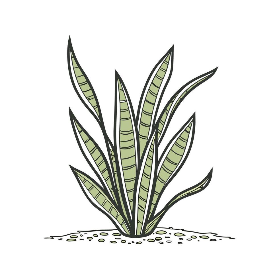 Elegant Sansevieria Trifasciata on White vector