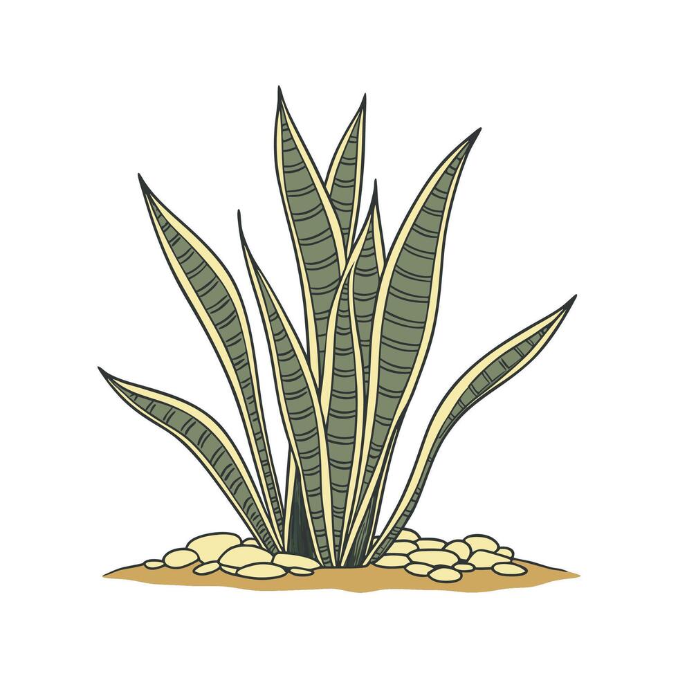 Beautiful Sansevieria Trifasciata Plant vector