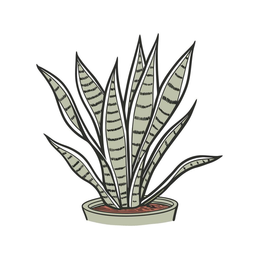 Charming Sansevieria Trifasciata on White vector
