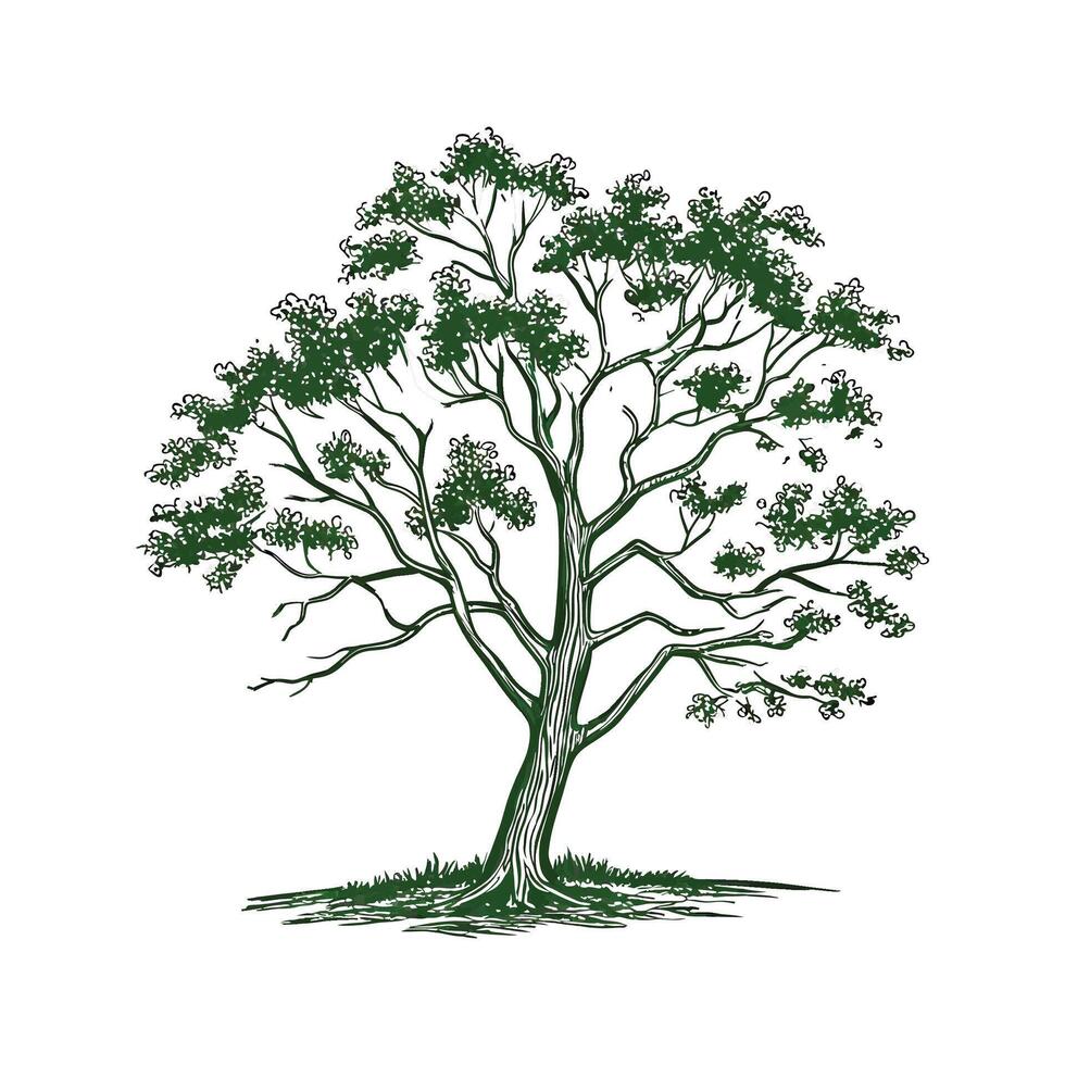 Charming Sassafras Plant on White vector