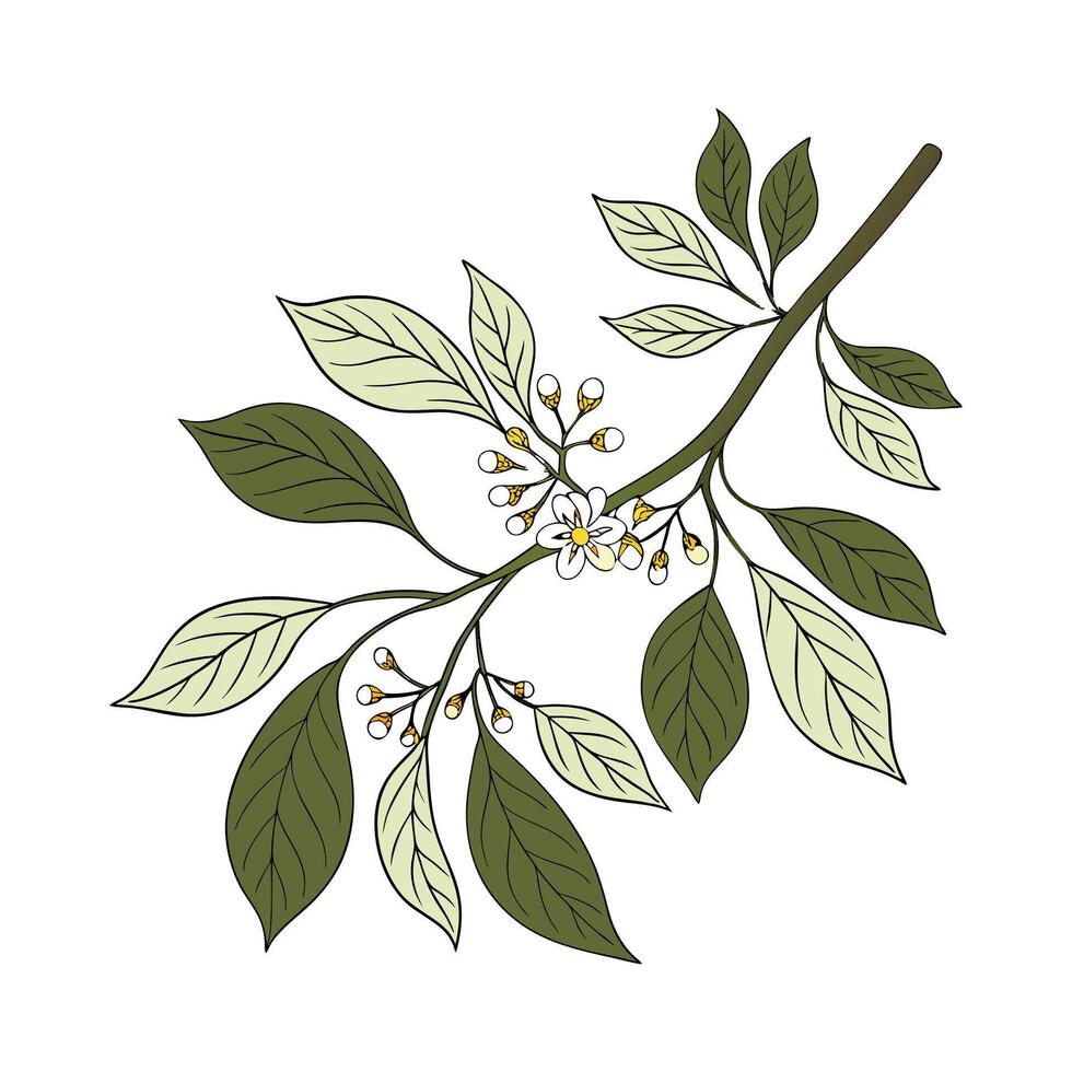 Beautiful Sassafras Plant on White vector