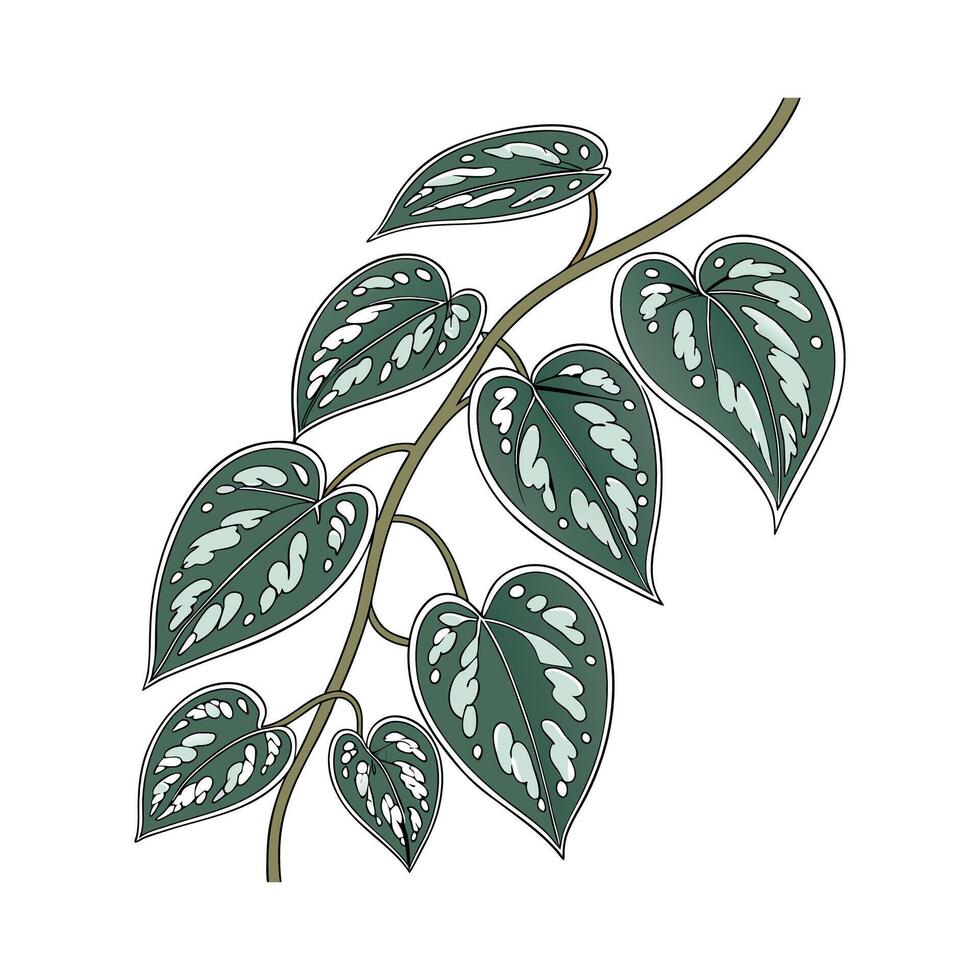 Charming Satin Pothos Plant on White vector