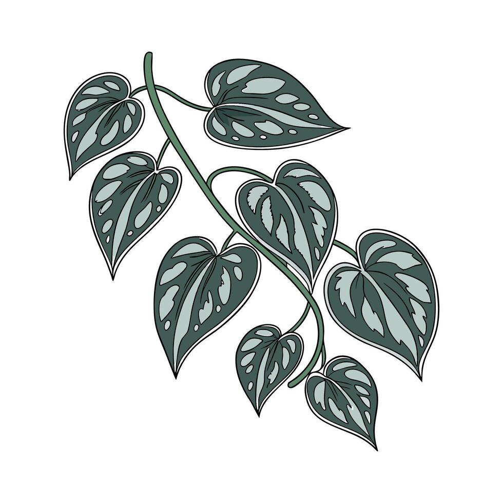 Stunning Satin Pothos Plant on White vector