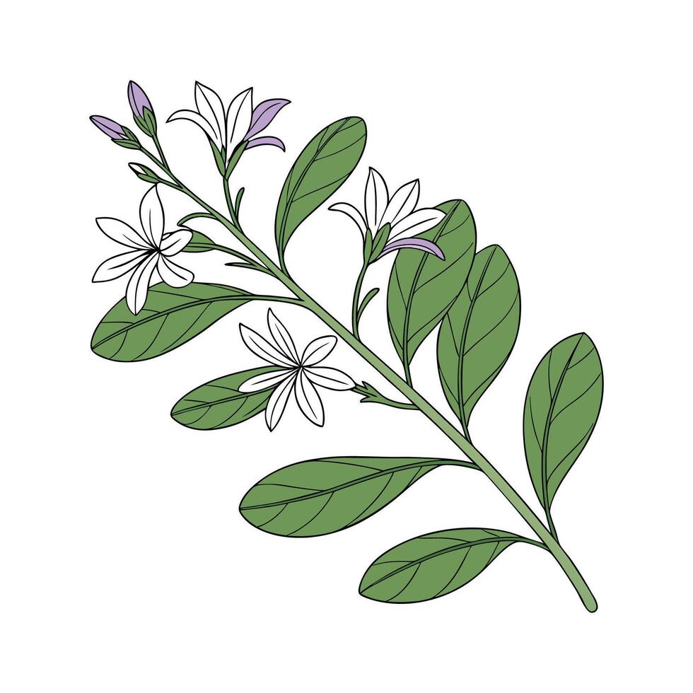 Charming Scaevola Fan Flower on White vector