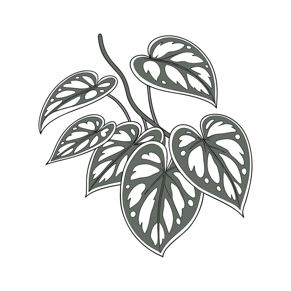 Elegant Satin Pothos Plant Illustration vector