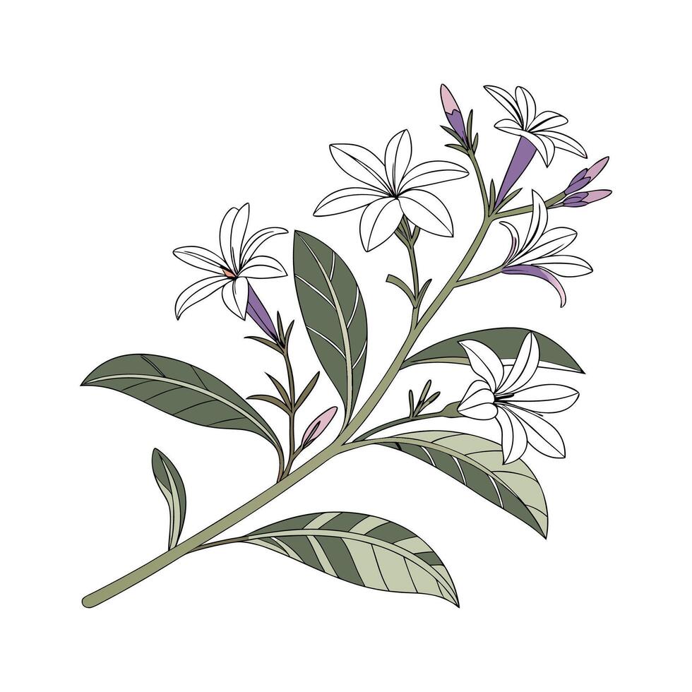 Vibrant Scaevola Fan Flower Display vector