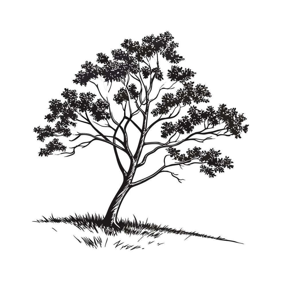 Vibrant Sassafras Plant Illustration vector