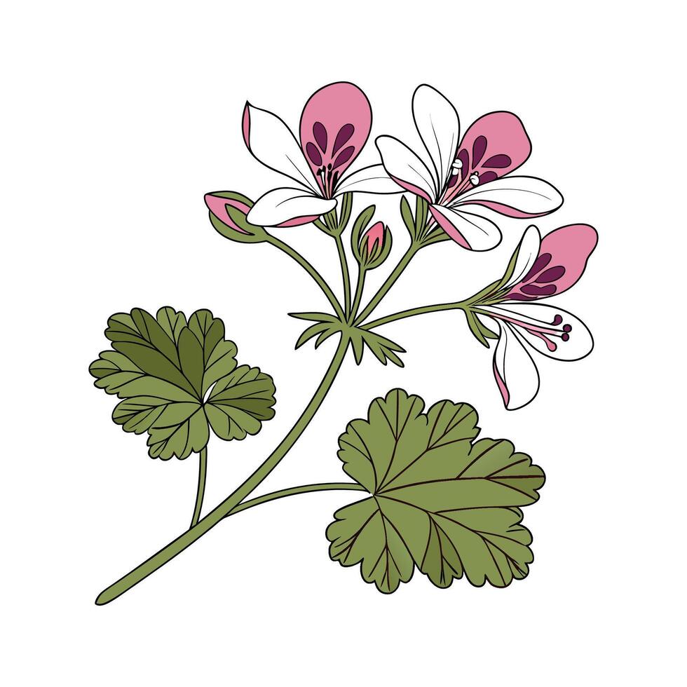 Vibrant Scented Geranium Plant vector