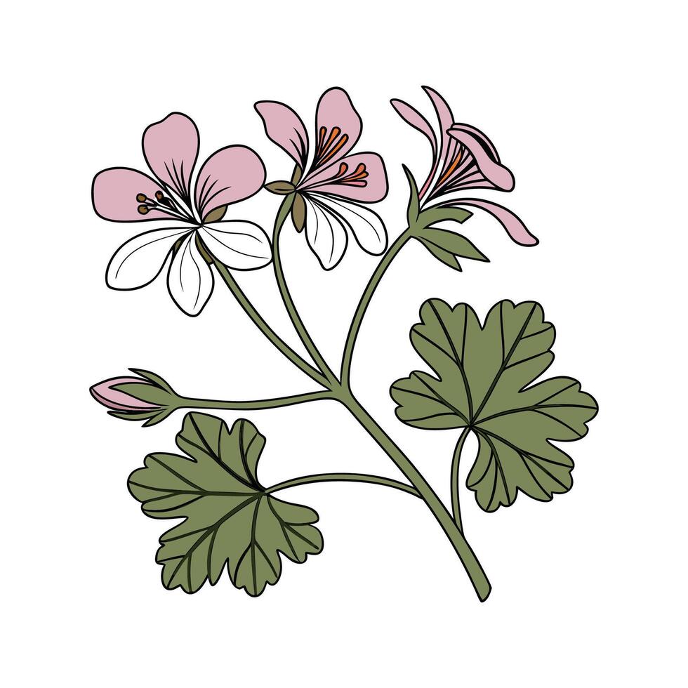 Charming Scented Geranium Plant Display vector