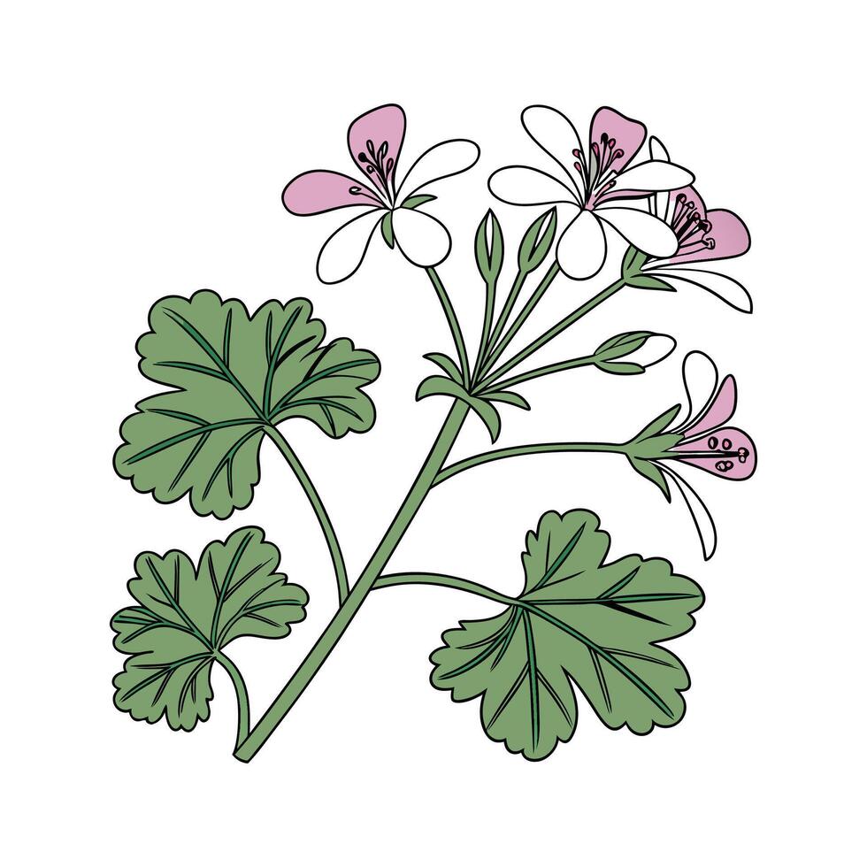 Elegant Scented Geranium Plant Display vector