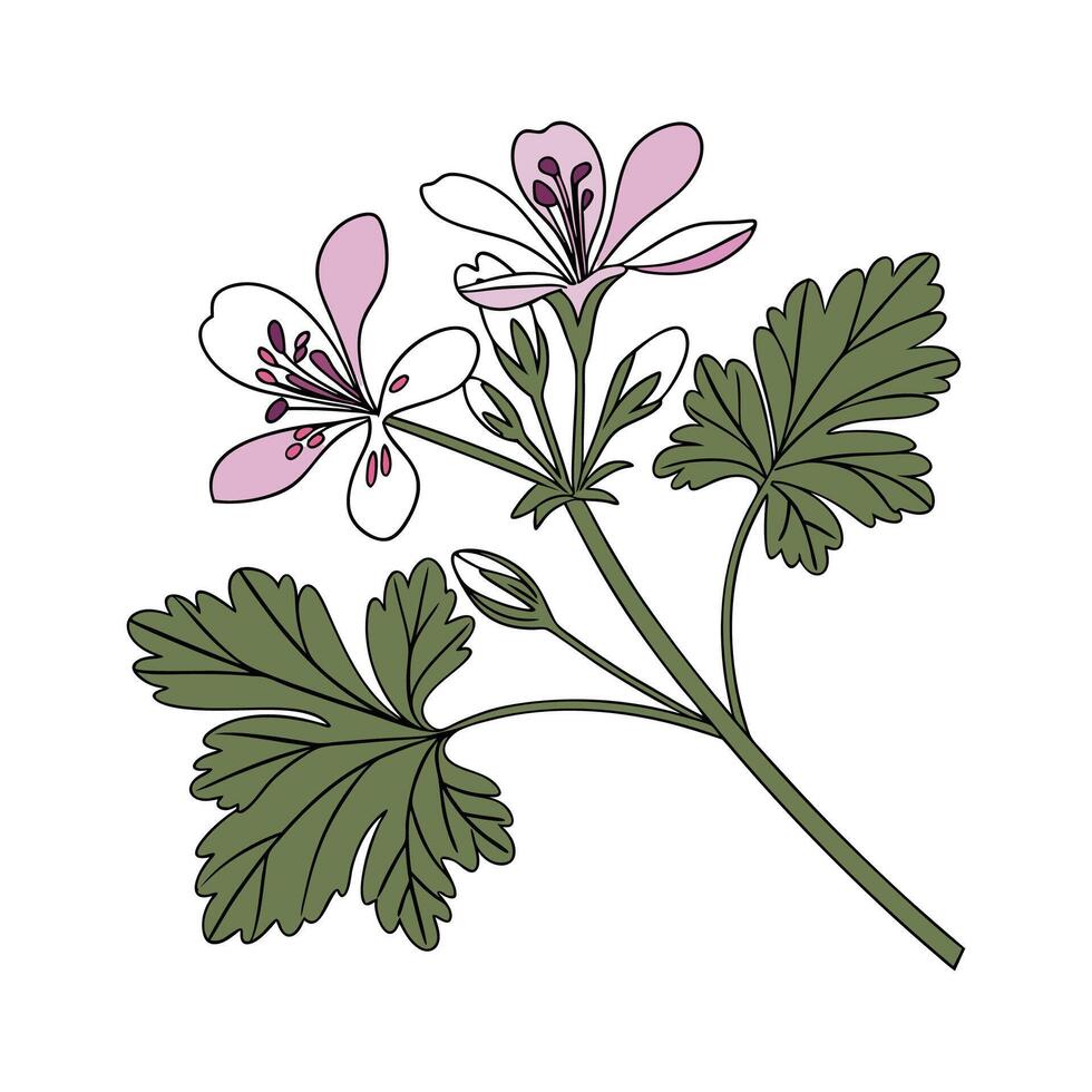 Elegant Scented Geranium Plant Illustration vector