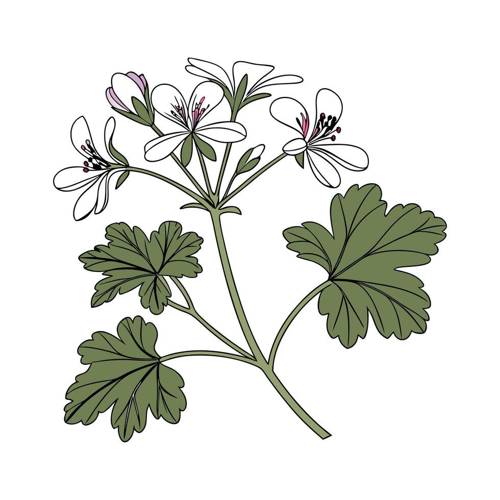 Elegant Scented Geranium Plant on White vector