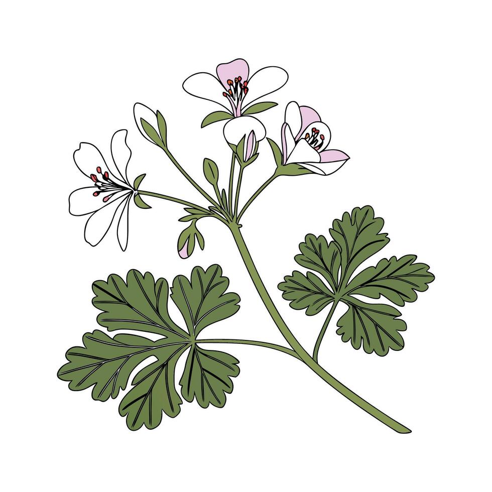 Charming Scented Geranium Plant Unique Design vector