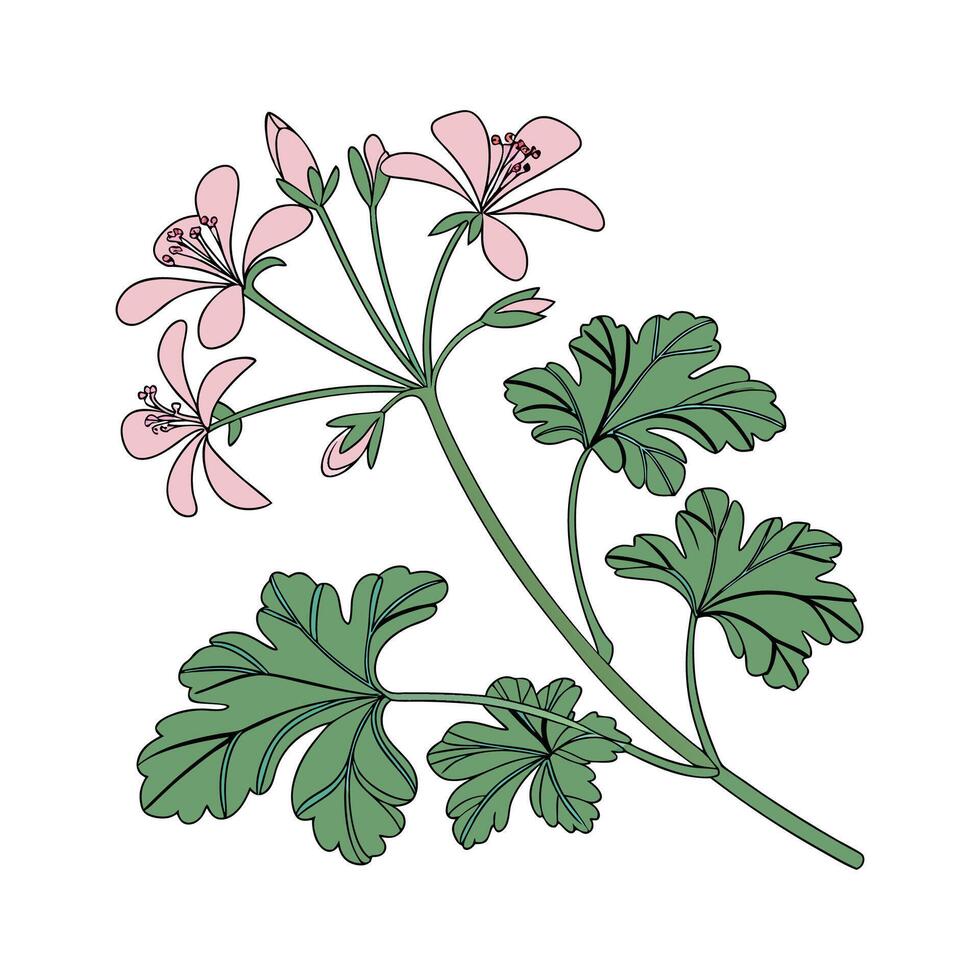 Vibrant Scented Geranium Plant Display vector