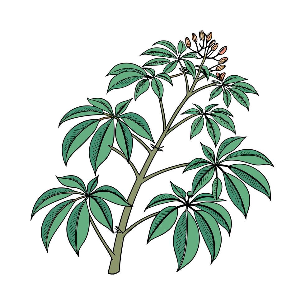 Elegant Schefflera Amate Plant Display vector