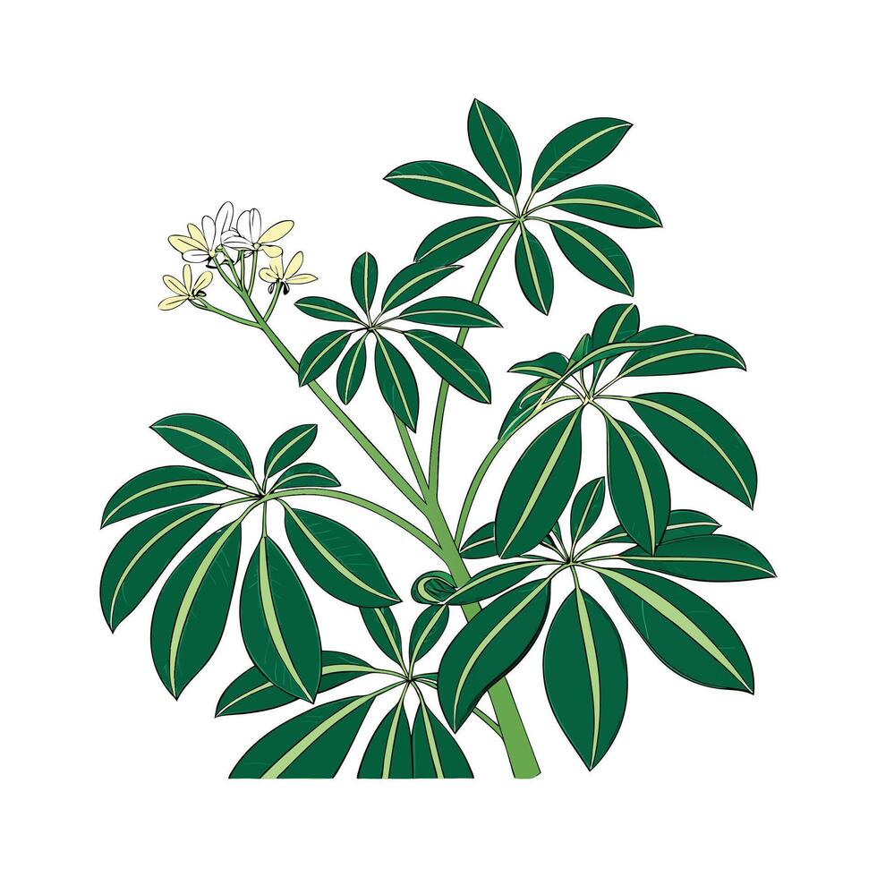 Stunning Schefflera Plant on White vector