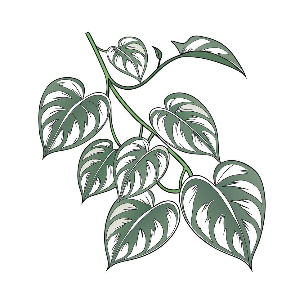 Charming Scindapsus Plant on White vector
