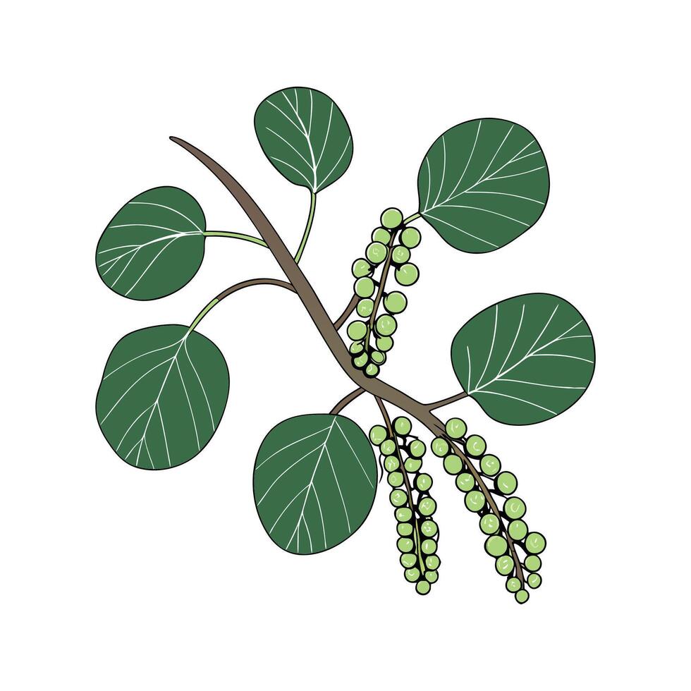 Beautiful Sea Grape Coccoloba on White vector