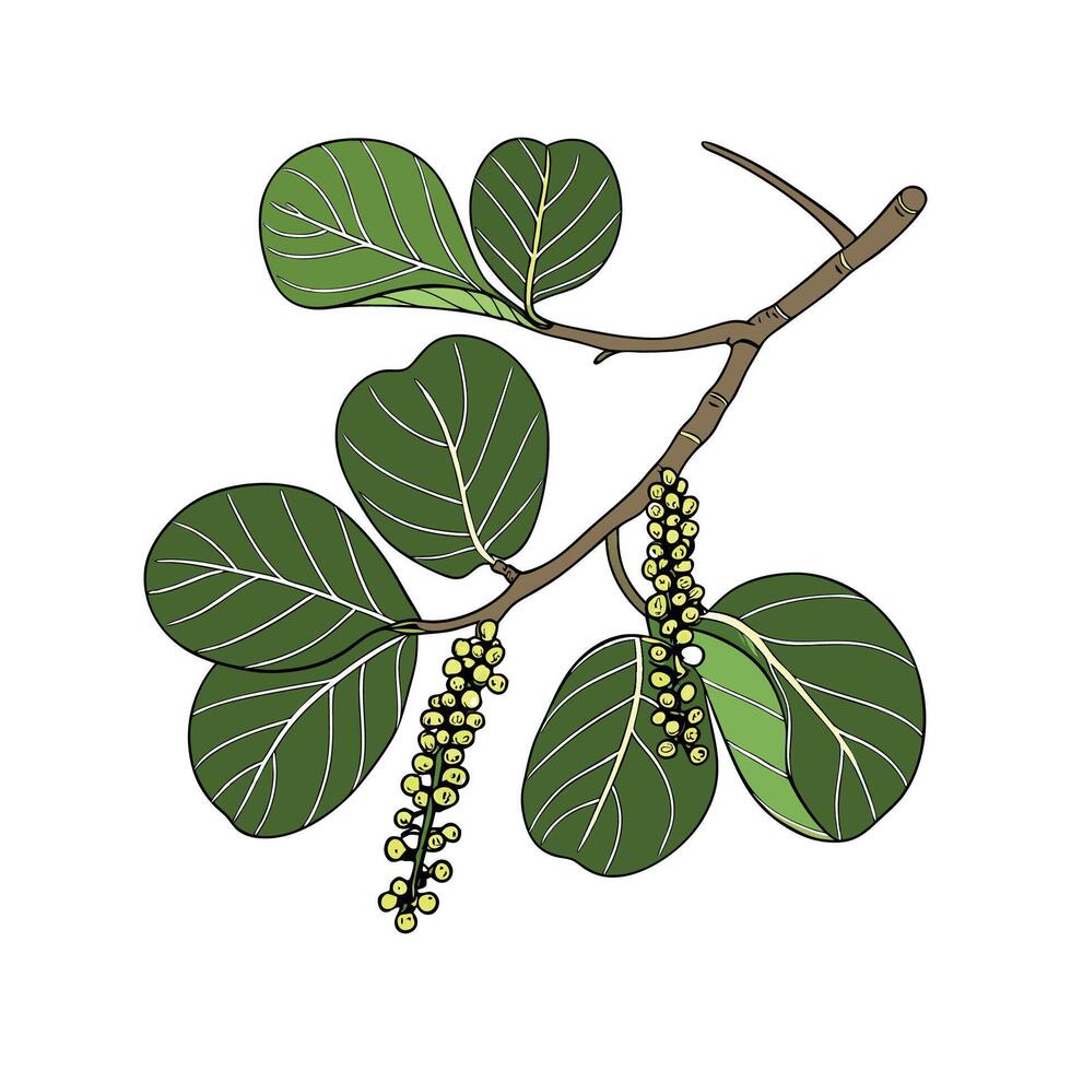 Charming Sea Grape Coccoloba on White vector