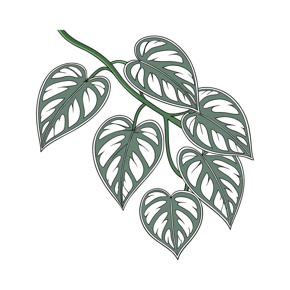 Stunning Scindapsus on White Background vector